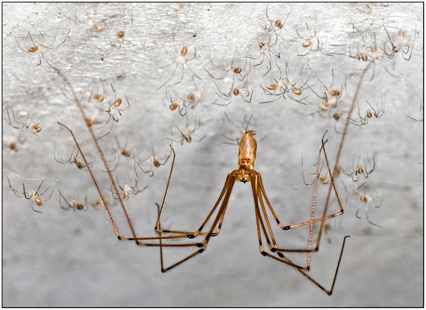 Zitterspinne mit Kindergarten