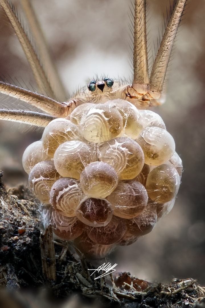 Zitterspinne mit Kokon