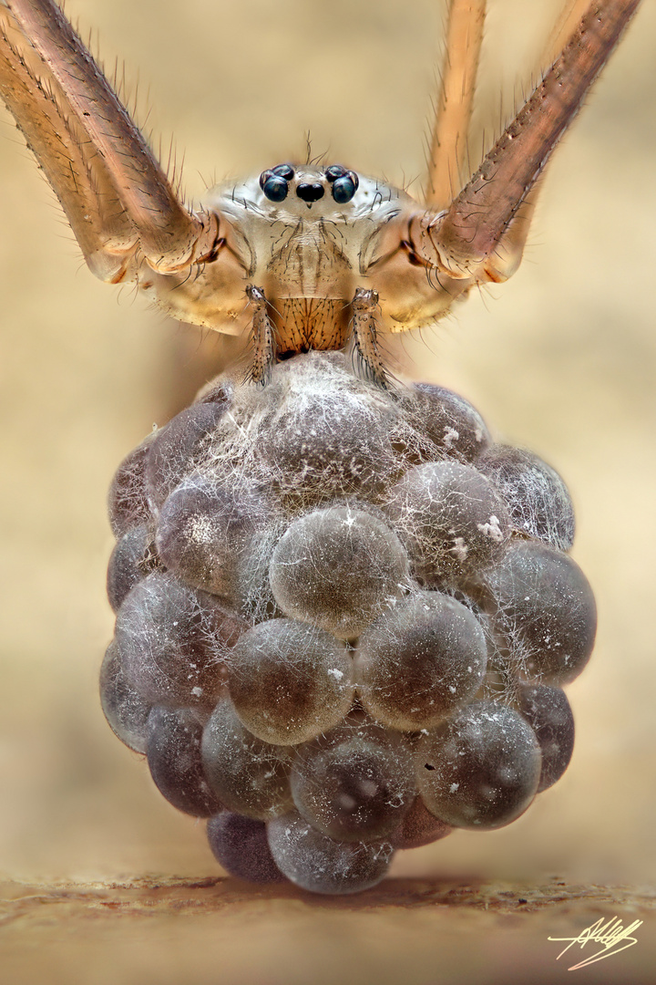 Zitterspinne mit Kokon