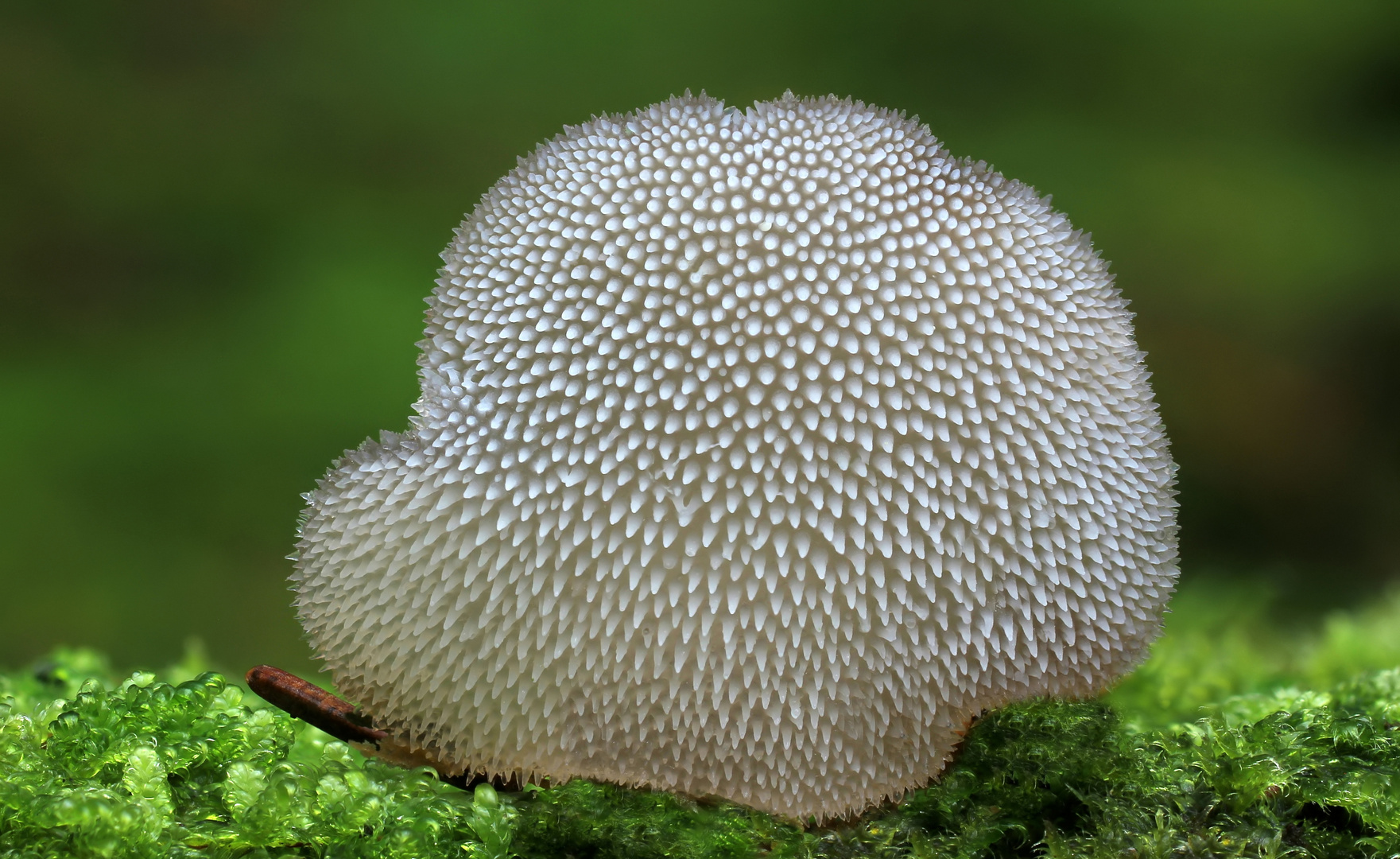 Zitterzahn (Pseudohydnum gelatinosum)