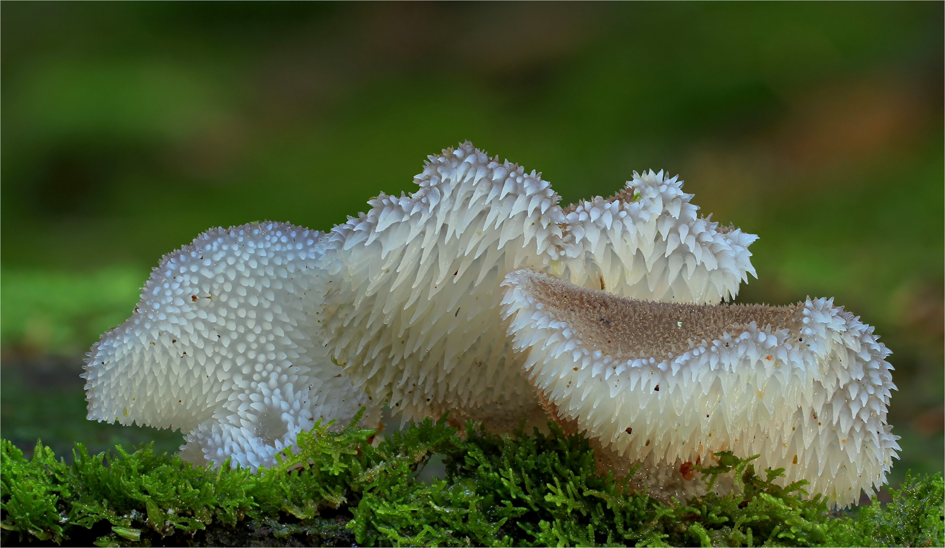 Zitterzahn (Pseudohydnum gelatinosum)