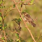 Zitting Cisticola,cisticola juncidis uropygialis