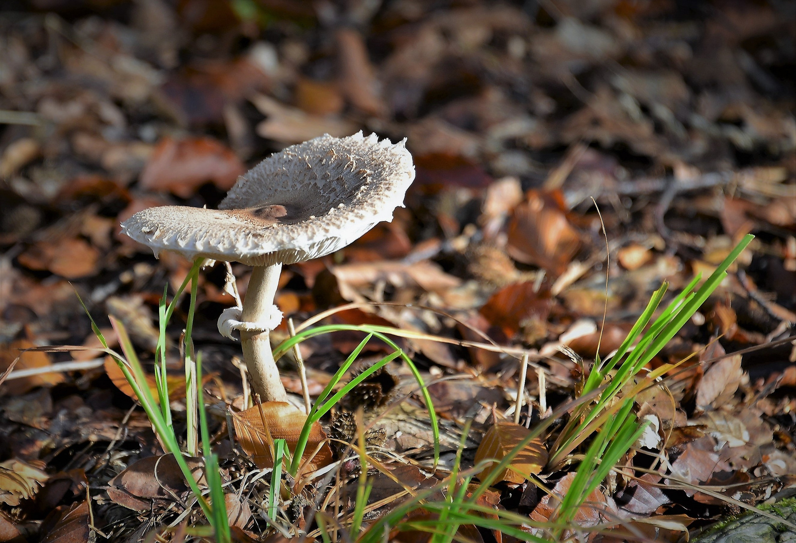 Zitzen - Riesenschirmpilz im Herbstlaub