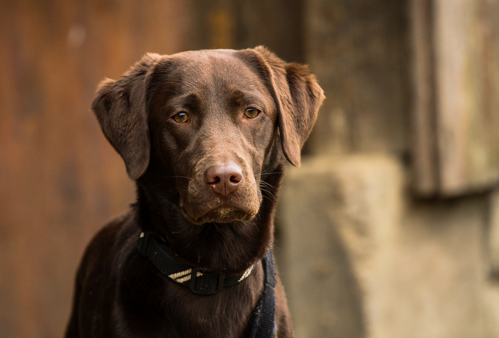 Ziva ( Labrador )