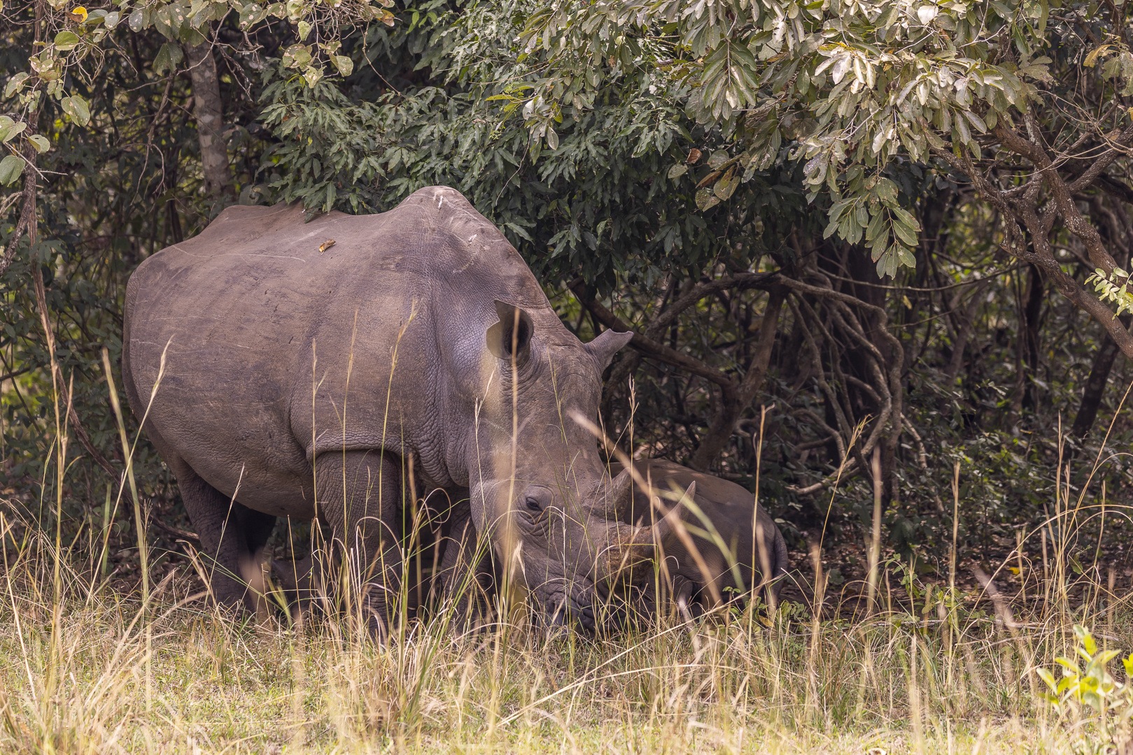 Ziwa Rhino Schutzgebiet