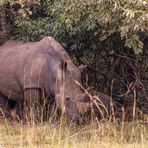 Ziwa Rhino Schutzgebiet