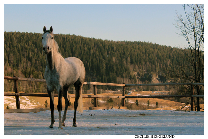 Ziwy Skakte relaxing in sun