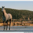 Ziwy Skakte relaxing in sun