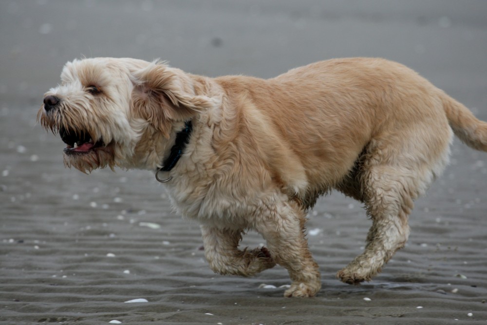 "Zizou" an der Ostsee