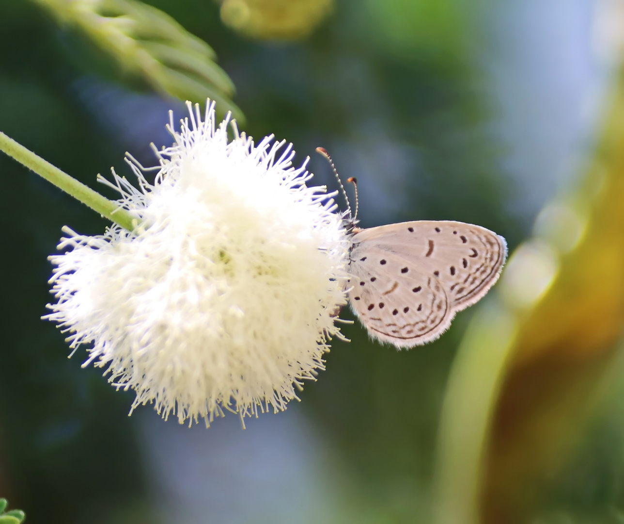 Zizula hylax Foto &amp; Bild | natur, afrika, insekten Bilder auf fotocommunity