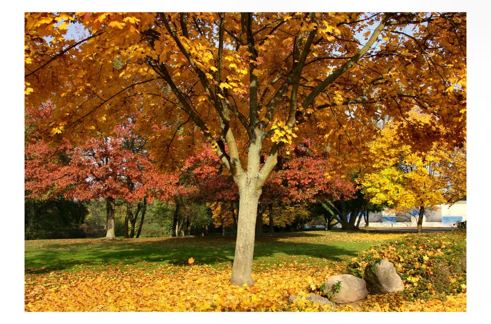 zlota polska jesien (golden polish autumn)