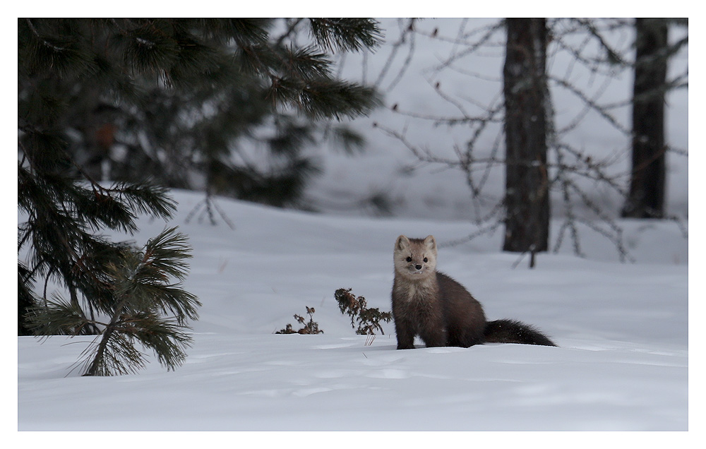 Zobel Foto & Bild natur, tiere, wildlife Bilder auf