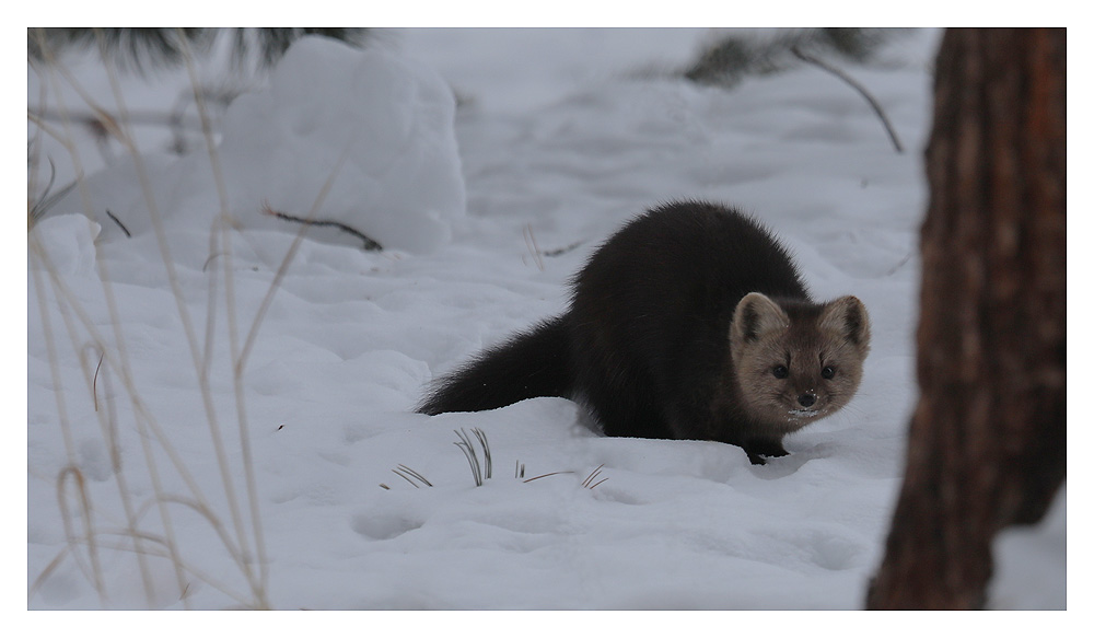 Zobel Foto & Bild natur, tiere, wildlife Bilder auf