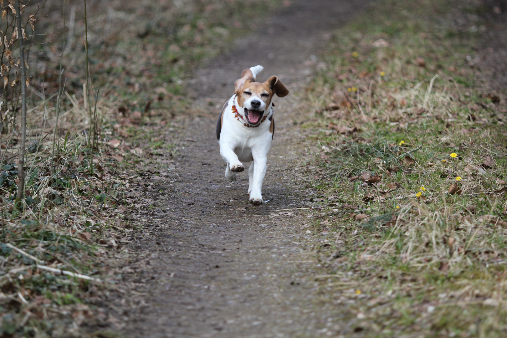 Zoe beim Spaziergang