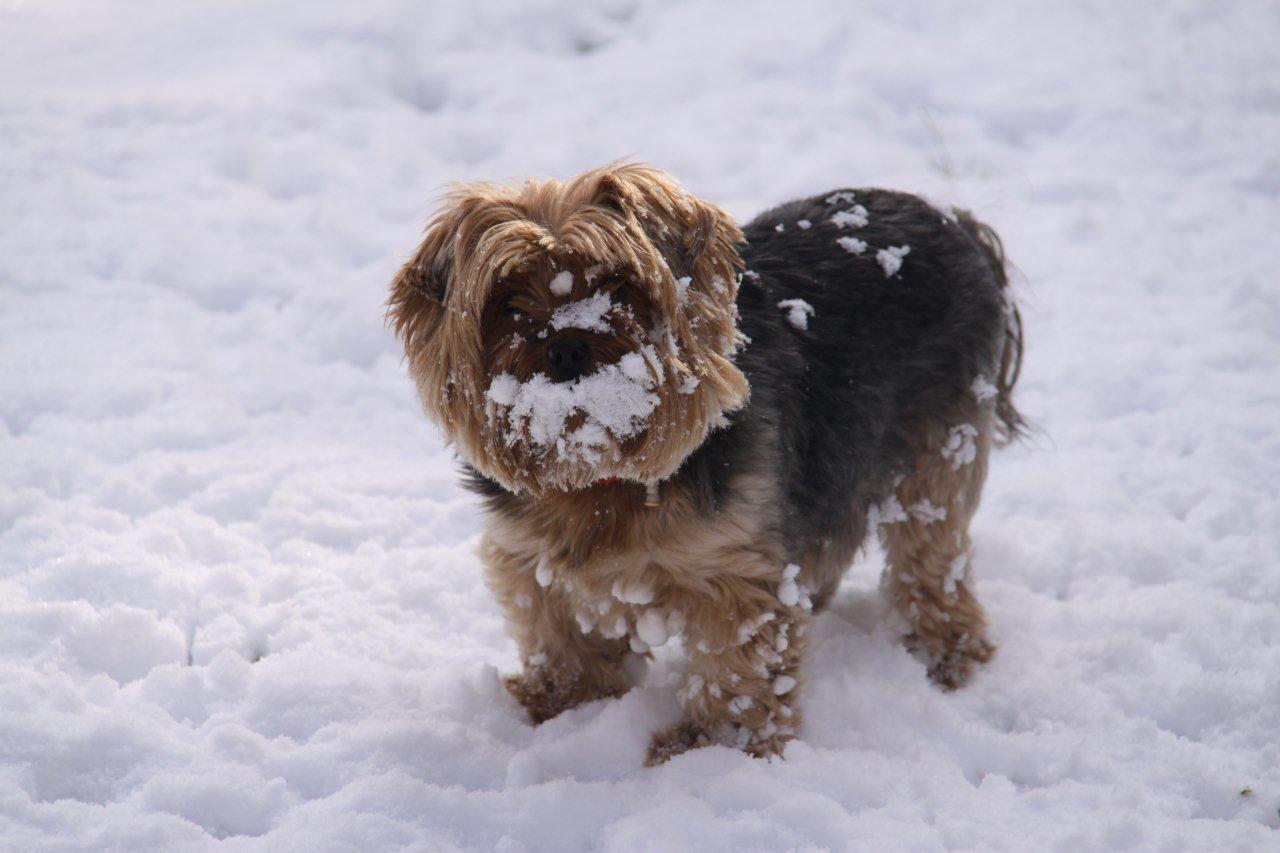 Zoé dans la neige !