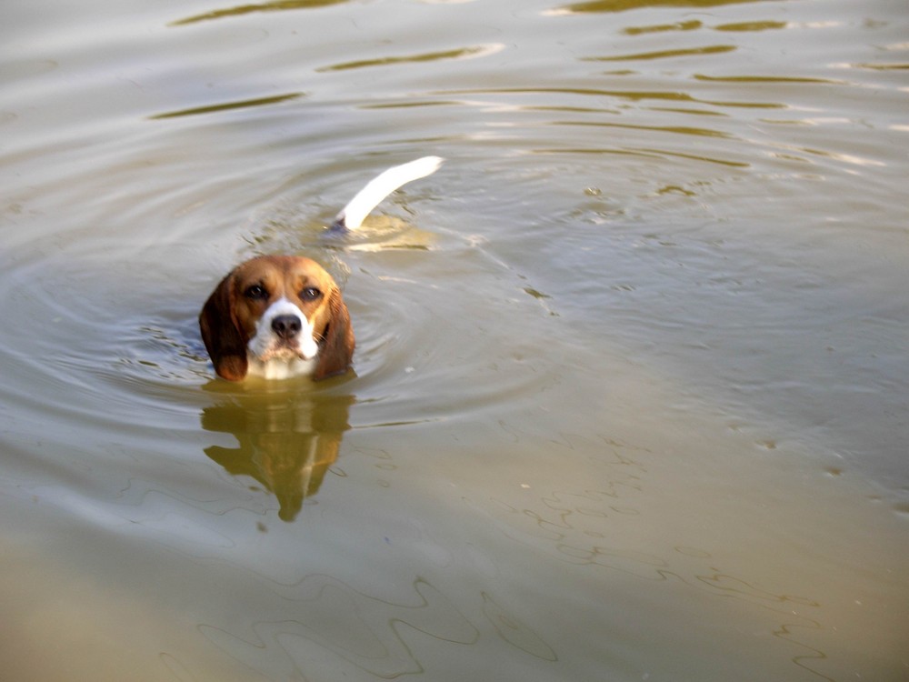 Zoe erfrischt sich im Teich