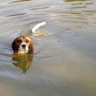 Zoe erfrischt sich im Teich