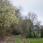 - - zögernd wird's Frühling  . . .