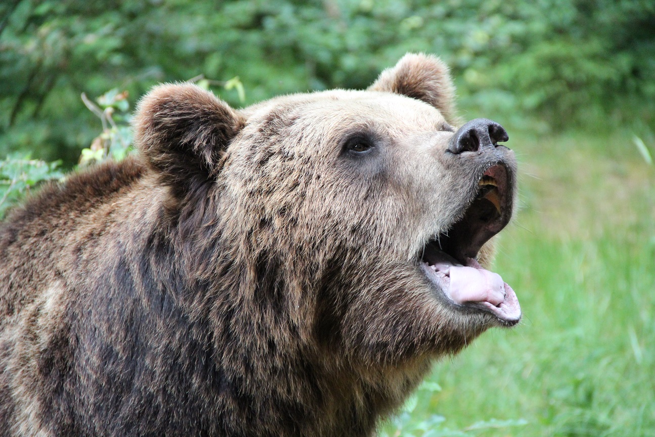 Zöttelbär am Bodensee