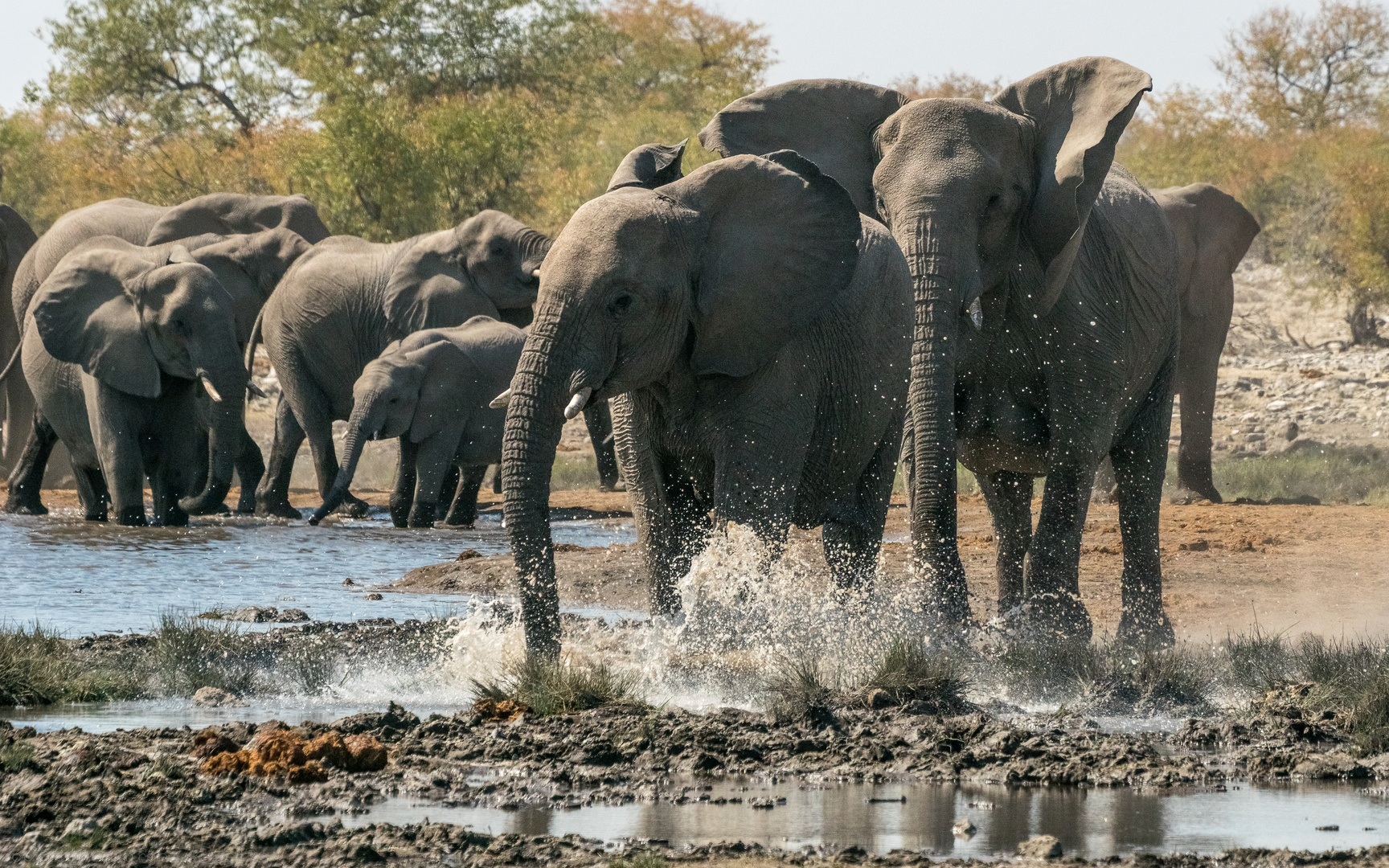 Zoff am Wasserloch Kalkheuwel-Etosha-