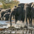 Zoff am Wasserloch Kalkheuwel-Etosha-