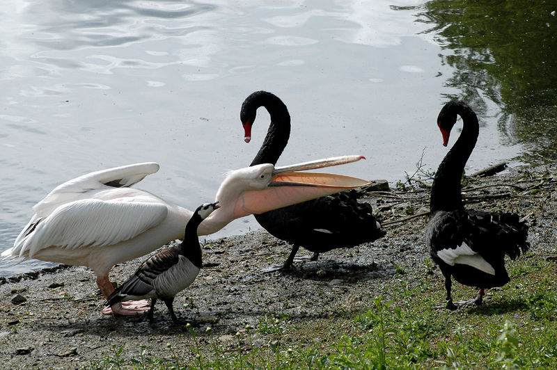 Zoff am Weiher.....