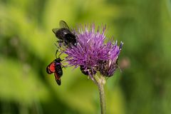 Zoff auf der Distel