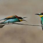 --- Zoff bei den Bienenfresser --- ( Merops apiaster )