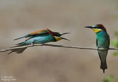 --- Zoff bei den Bienenfresser --- ( Merops apiaster )