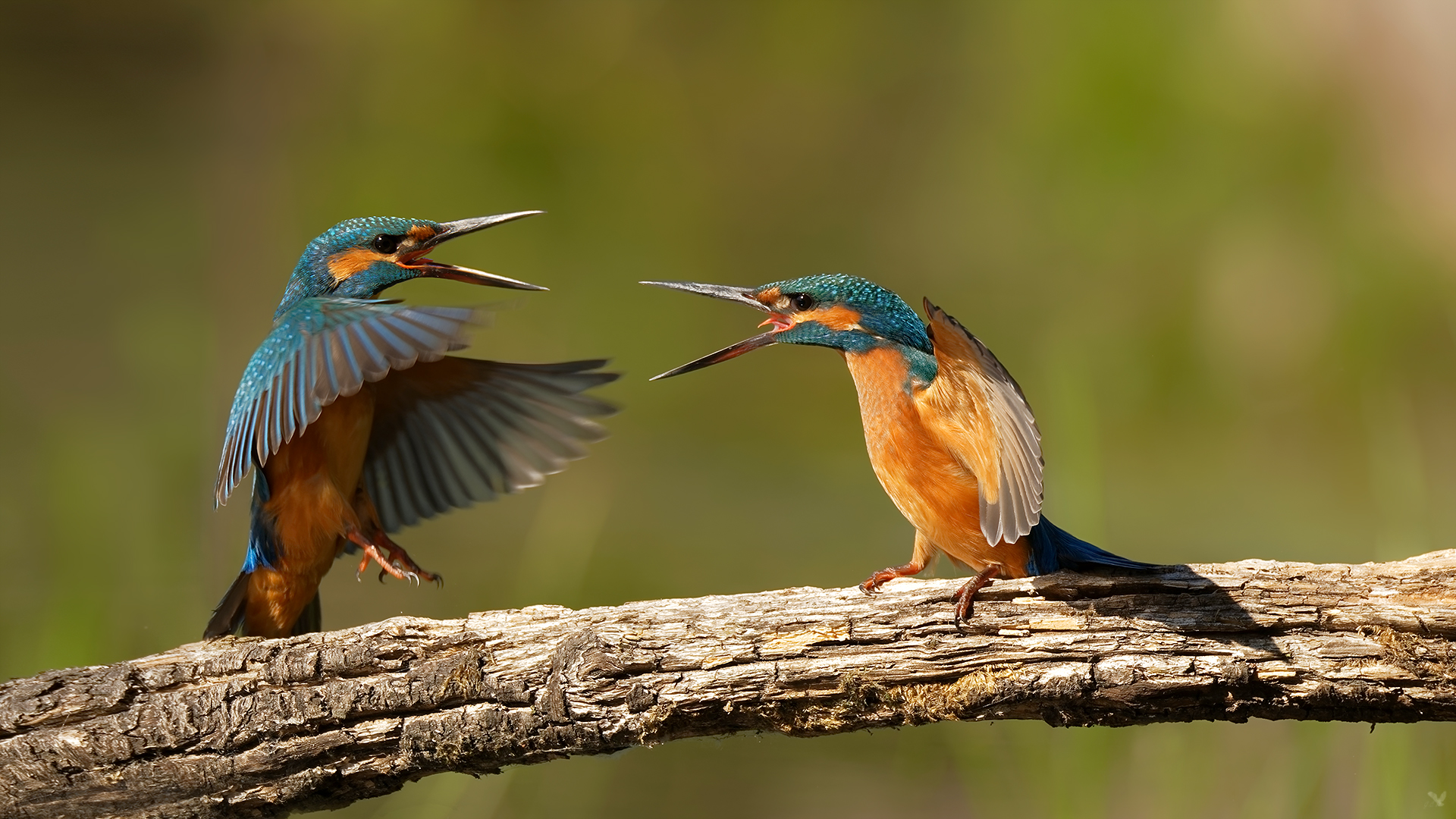 Zoff bei den Eisvögeln | Alcedinidae