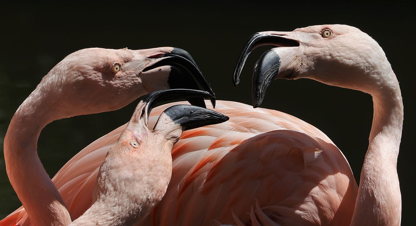 Zoff bei den Flamingos