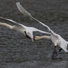 Zoff bei den Höckerschwänen (2)