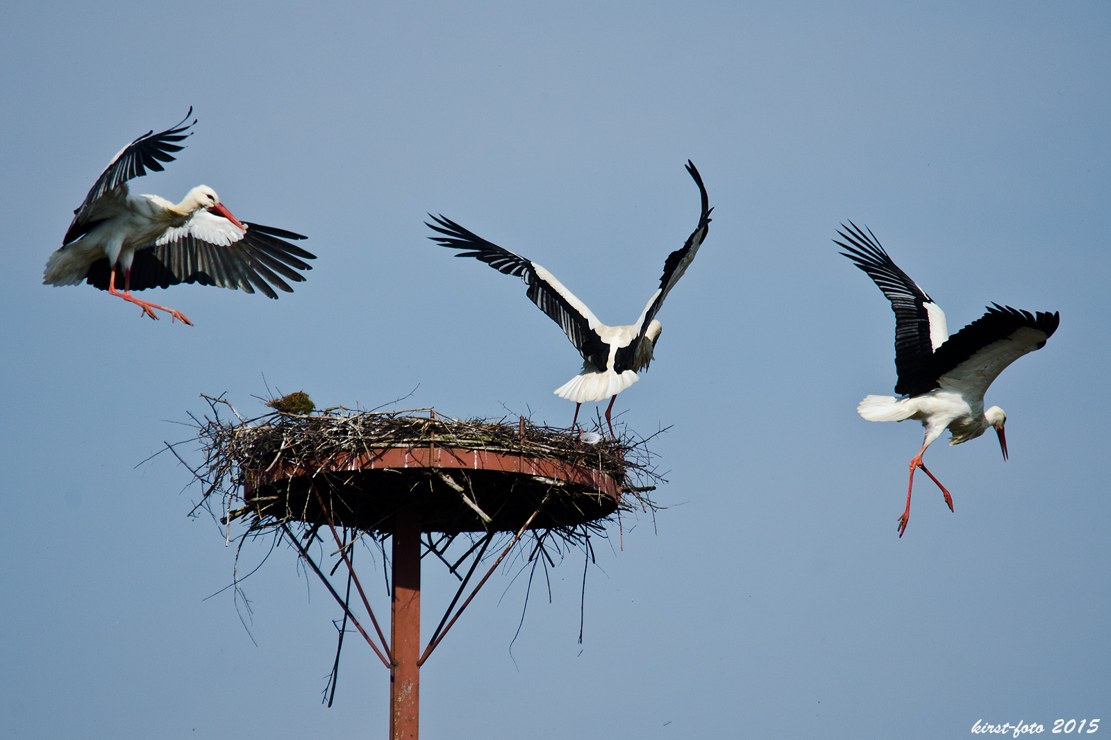 Zoff bei Familie Storch