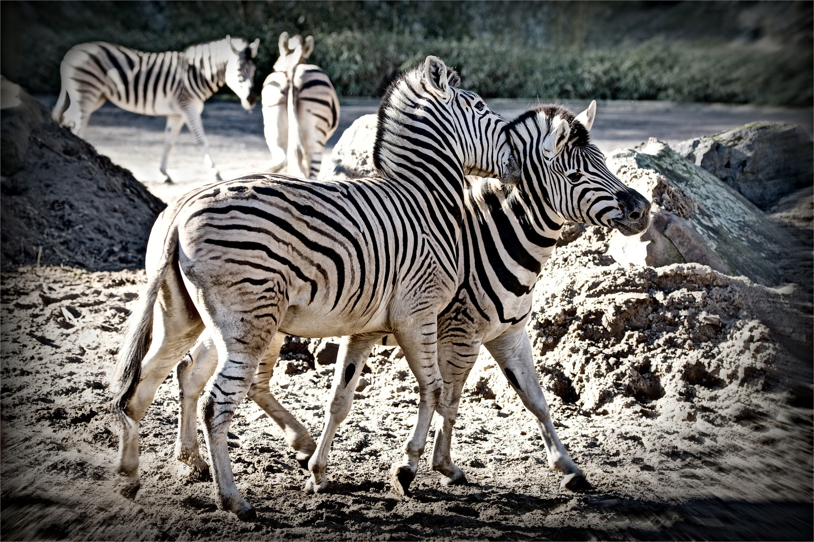 Zoff bei Zebras