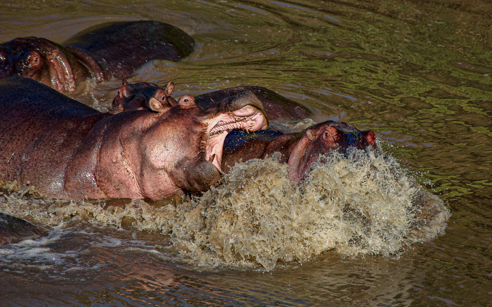 - Zoff im Hippo Pool -