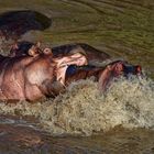 - Zoff im Hippo Pool -