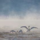 Zoff im Nebel