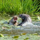 Zoff im Teich