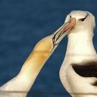 Zoff mit dem Schwarzbrauenalbatros