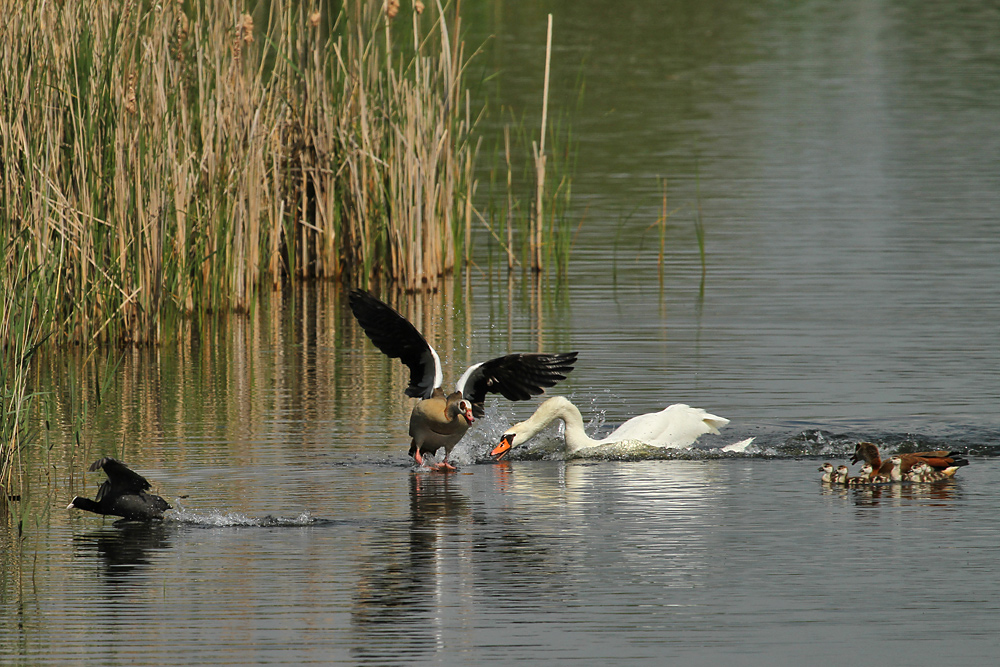 Zoff mit den Nilgänsen (Teil 1)