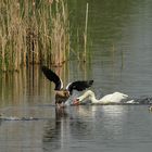 Zoff mit den Nilgänsen (Teil 1)