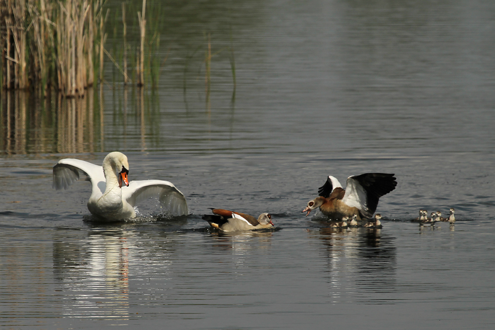 Zoff mit den Nilgänsen (Teil 2)