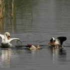 Zoff mit den Nilgänsen (Teil 2)