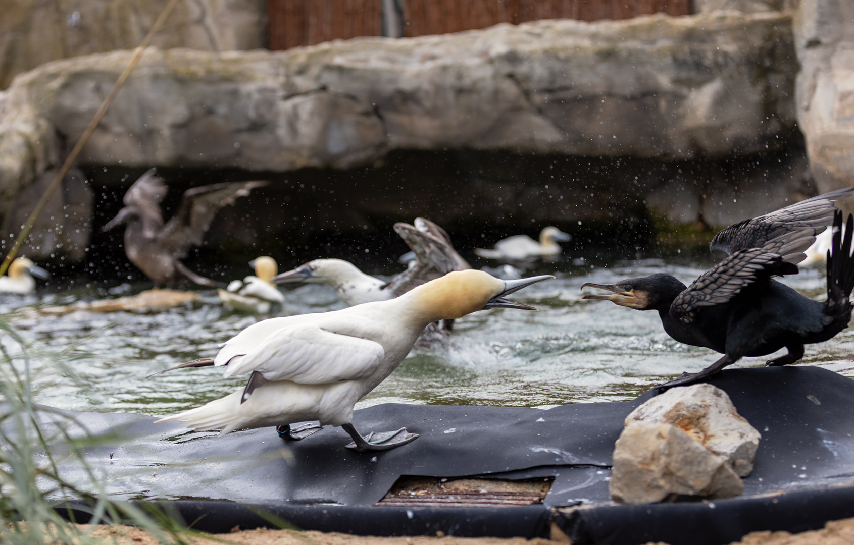 Zoff Tölpel gegen Kormoran