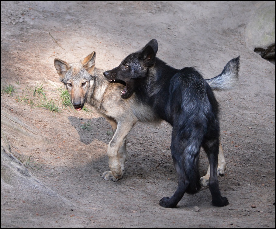 Zoff unter Wolfschwestern !!!