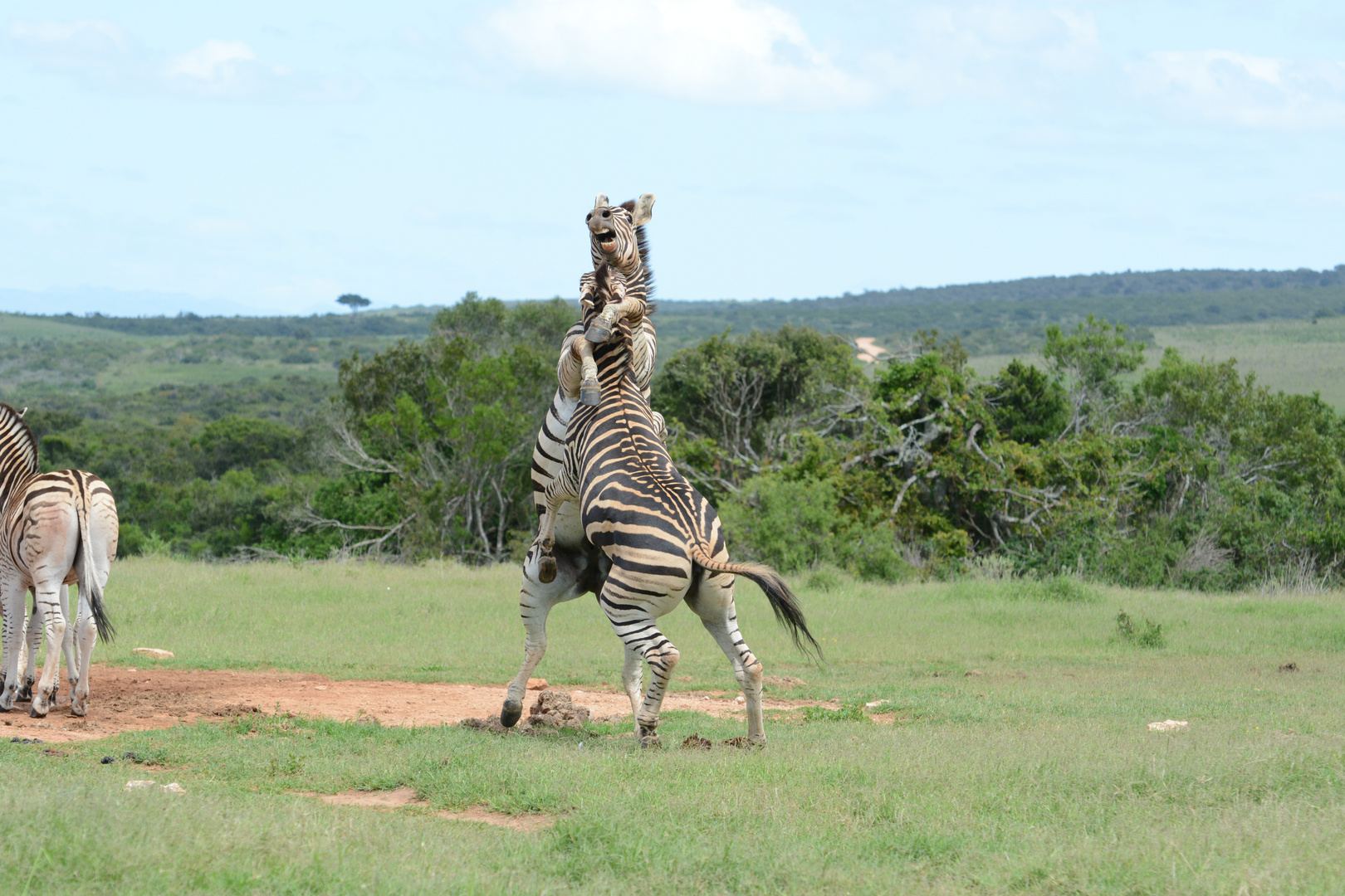 Zoff unter Zebras