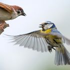 Zoff zwischen Blaumeise und Feldspatz