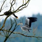 Zoff zwischen Graureiher und Kormoran um den besten Ruheplatz