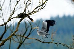 Zoff zwischen Graureiher und Kormoran um den besten Ruheplatz