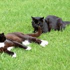 Zoff.....Fidel vertrimmt nach wie vor die alten Kater und darf nur unter Kontrolle raus.